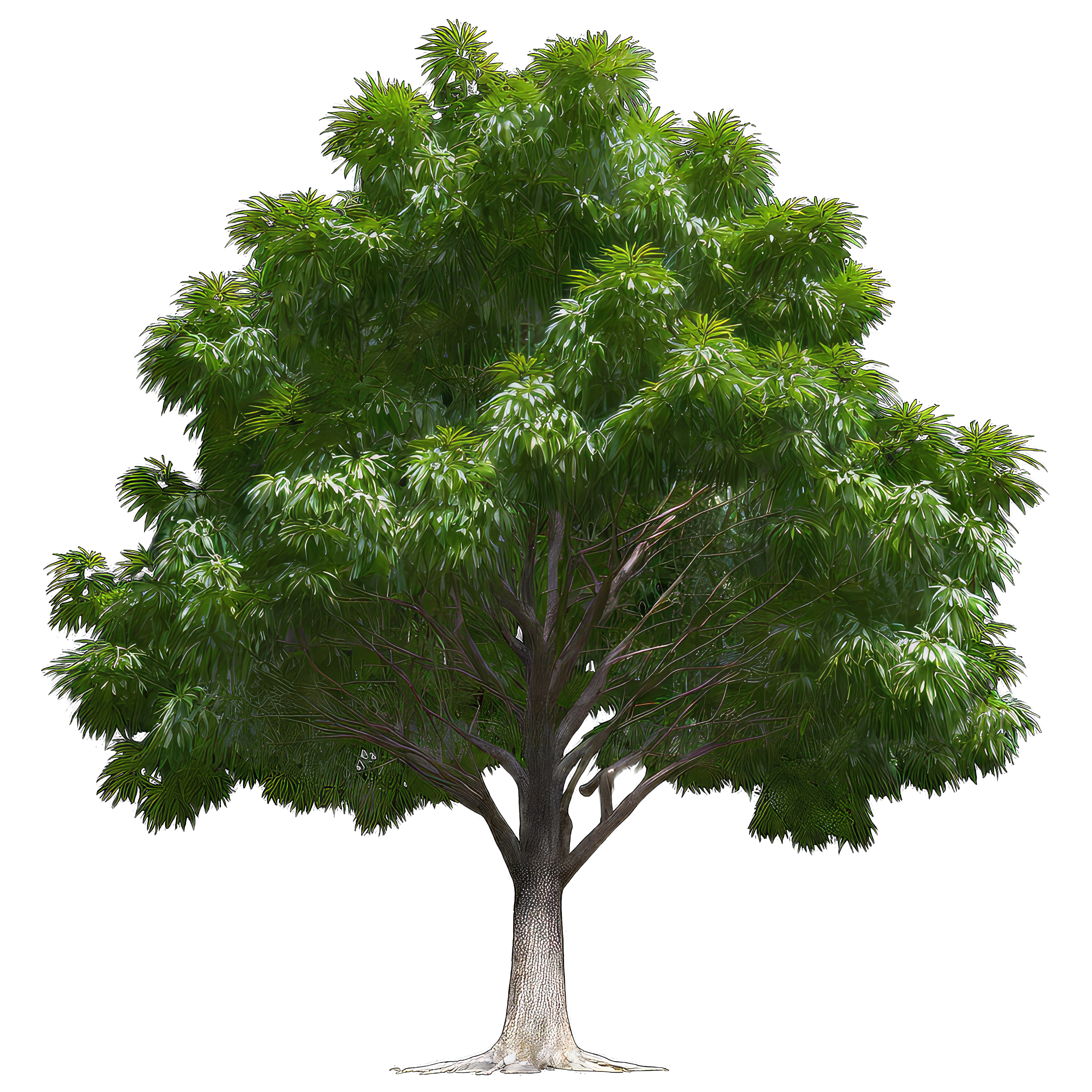 big-tree-image